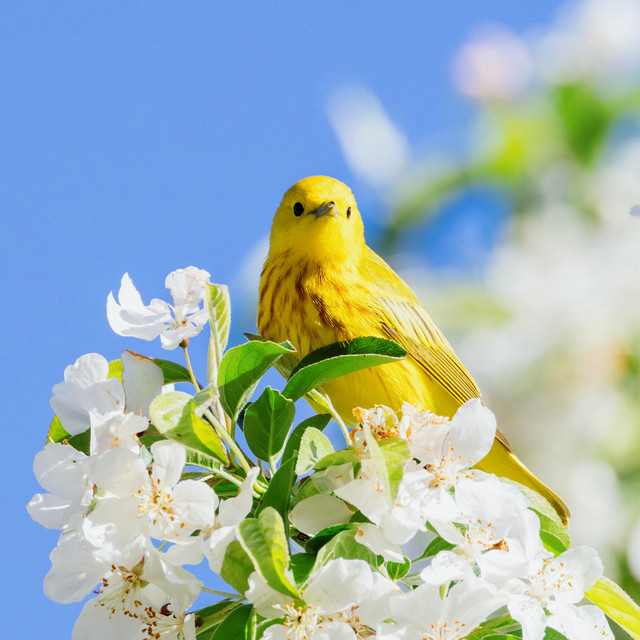 Spring Birds cover art
