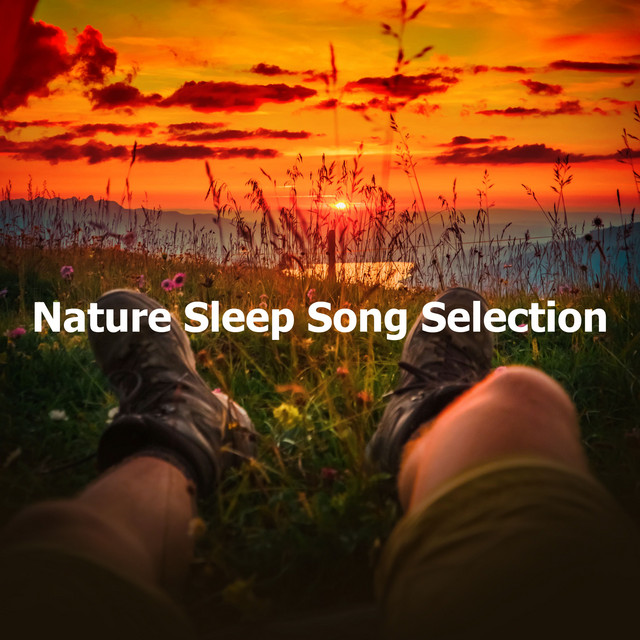 Spring Evening Rain Birds - song and lyrics by Sleep Songs with Nature ...