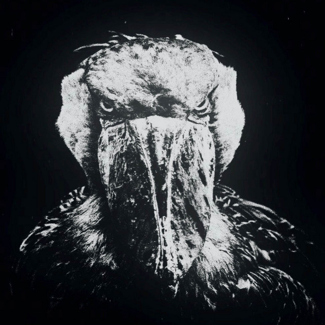 Shoebill