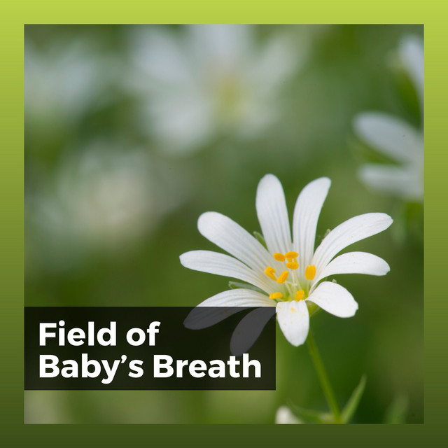Field of Babys Breath - Album by Baby Sleeping Music | Spotify