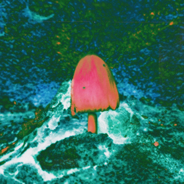 FUNGI cover art