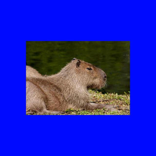 capybara fever dream cover art