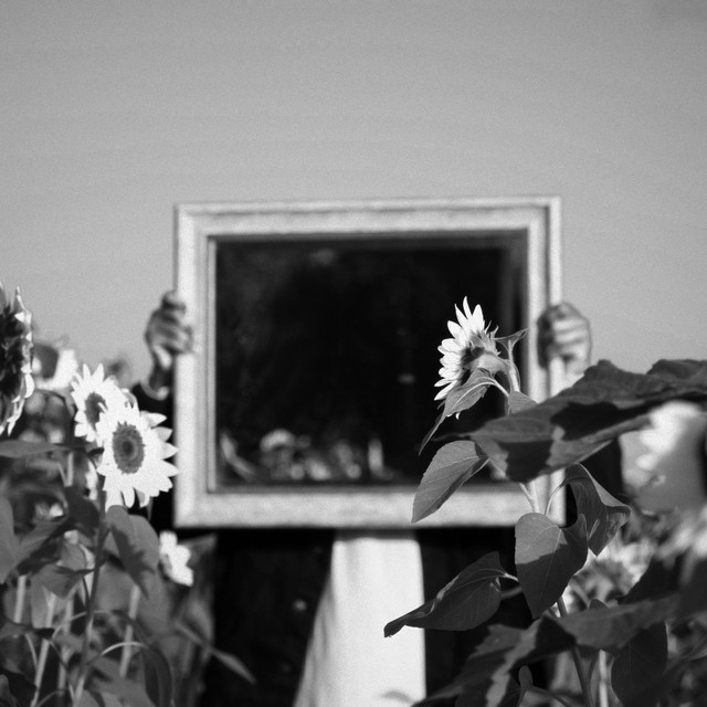 Sunflower cover art