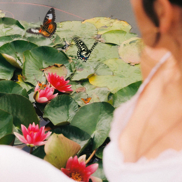 Butterflies