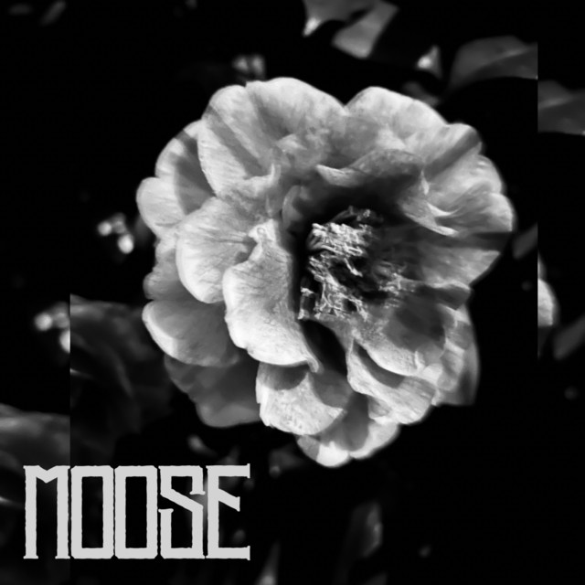Moose