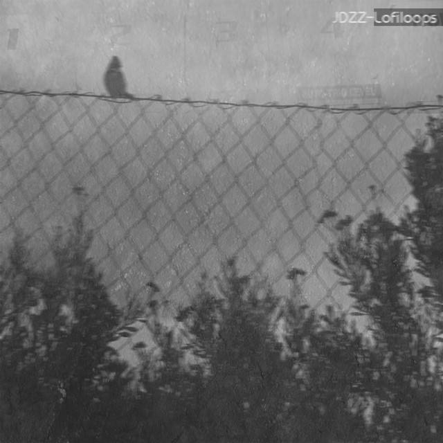 LofiLoops cover art