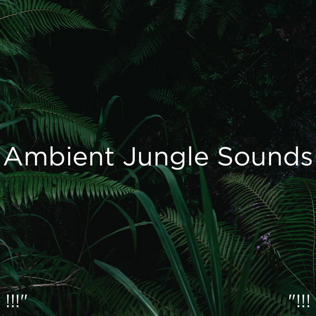 !!!" Ambient Jungle Sounds "!!! cover art