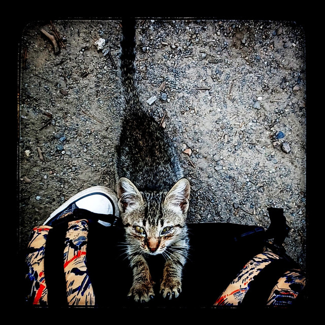 Cover art for Жахіття — Заховай сум