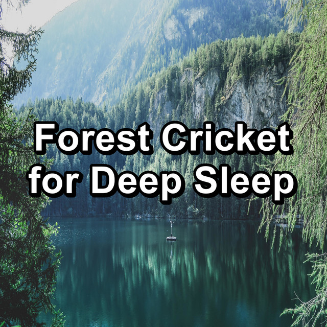 Forest Cricket for Deep Sleep cover art