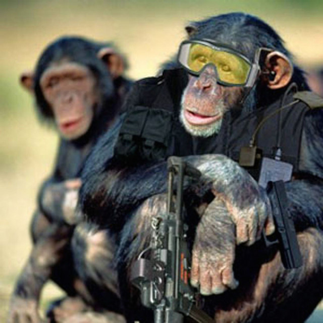 Monkey Swat cover art