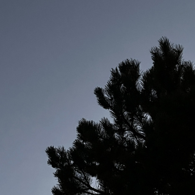 Whitefly (I) cover art