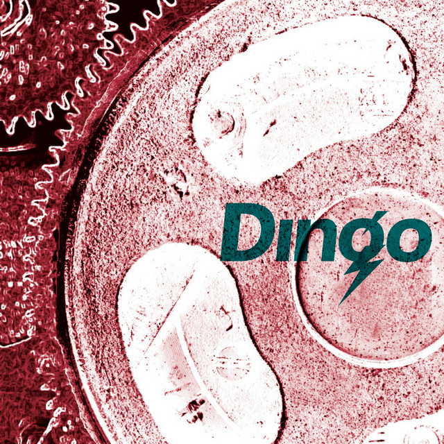 DINGO