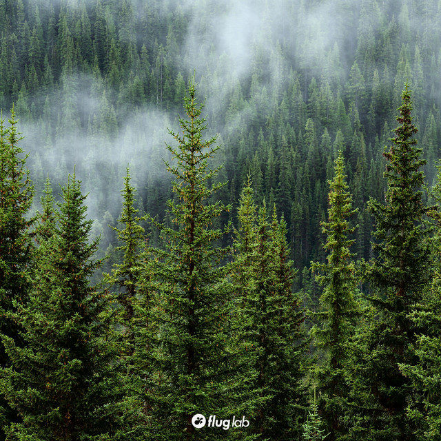 Life of Trees album art