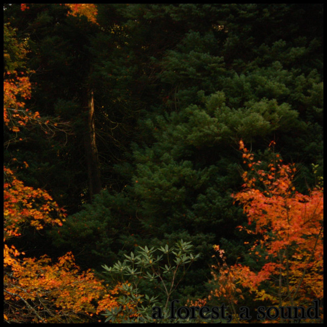 A Forest, A Sound (Audio Folio) cover art