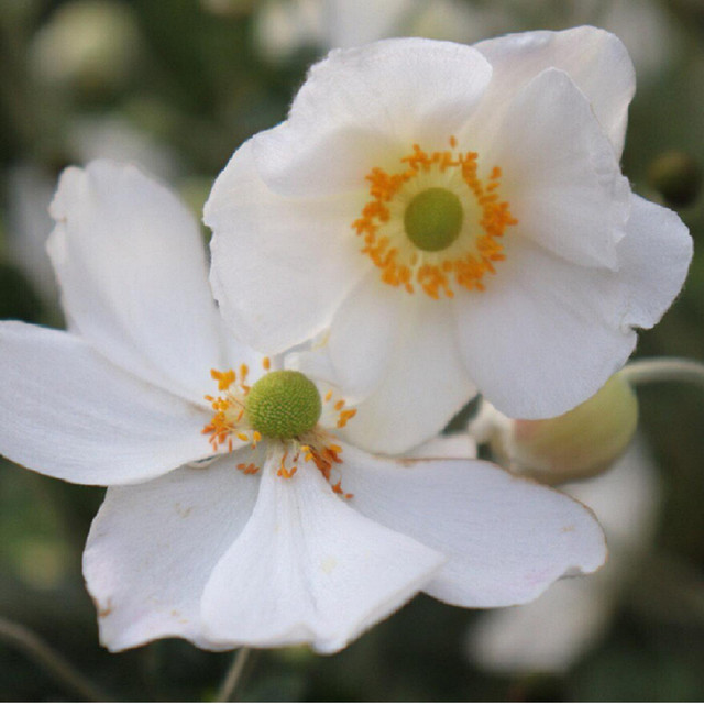 White flowers cover art