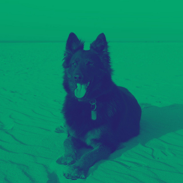 Laid-back Background for Lonely Puppies cover art
