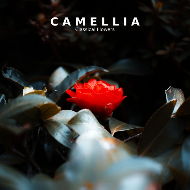 "'Camellia": Classical Flowers album image