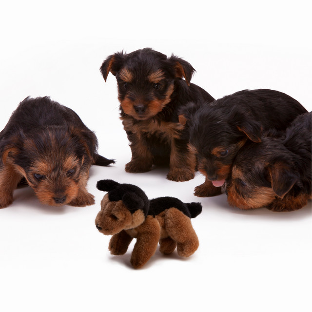 Complete Relaxation and Mindfulness for Dogs cover art