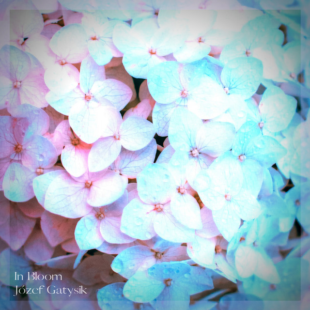 In Bloom cover