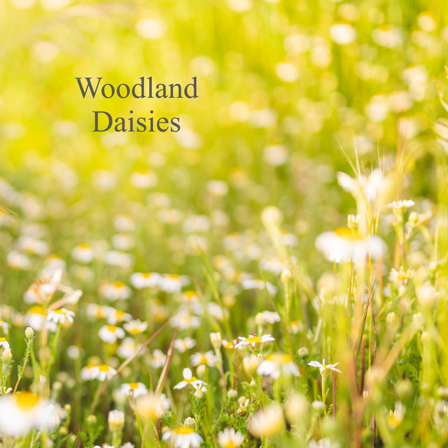 Woodland Daisies