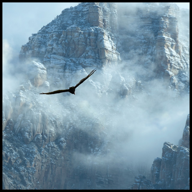 Hawk cover