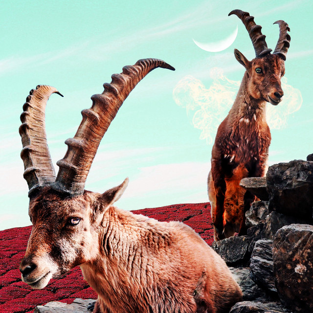 Omni cover art