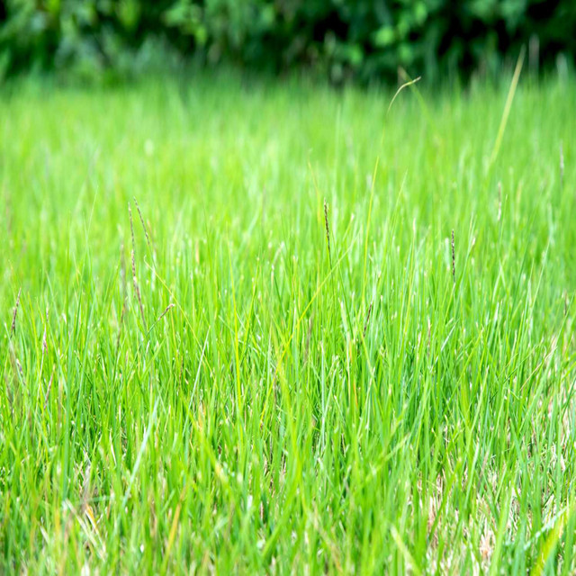 Green Grass cover art