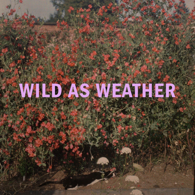 Wild as Weather album image