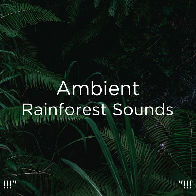 !!!" Ambient Rainforest Sounds "!!! cover art