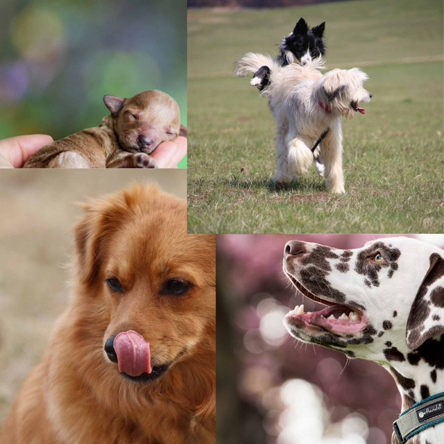 Backdrop for Somber Doggy - Trumpet, Soprano Sax, Tenor Sax and Guitar cover art