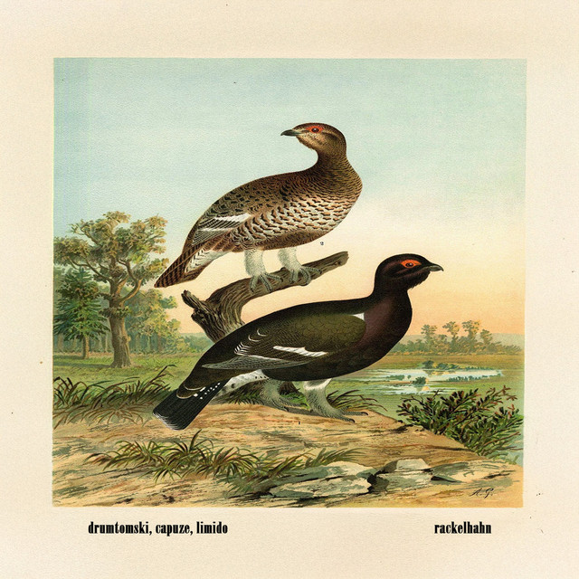 Rackelhahn