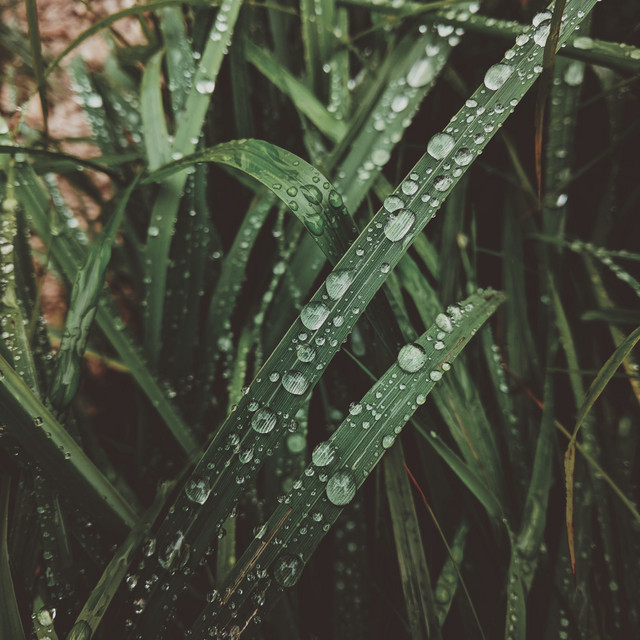 Nature Sounds