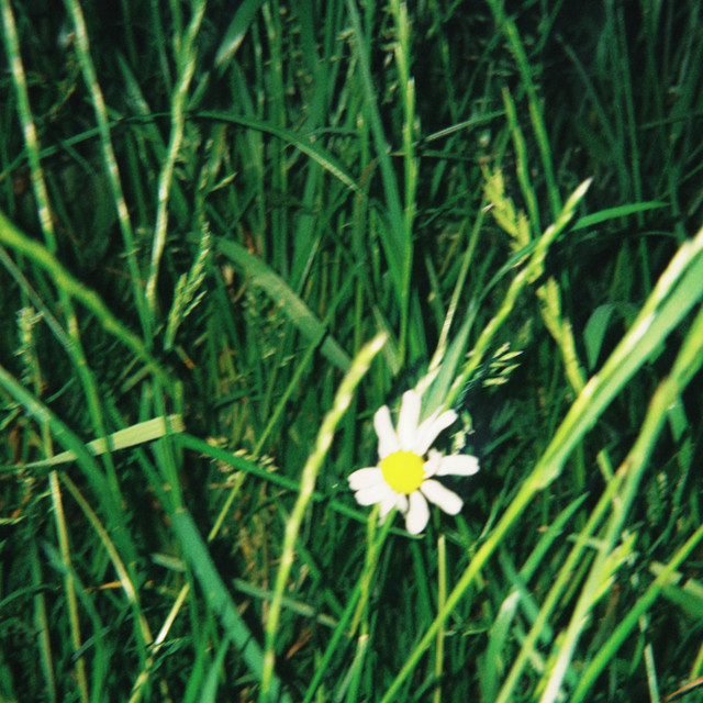 DAISY cover art