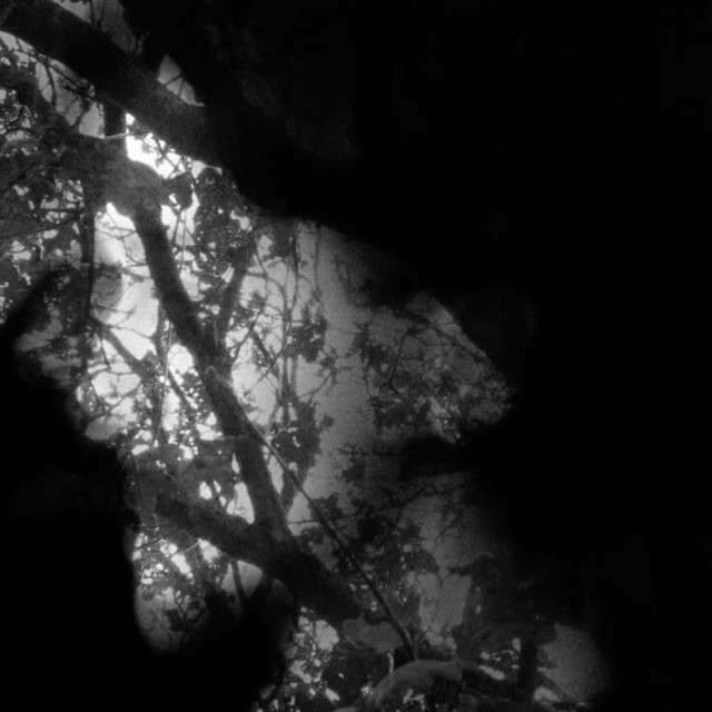 haunt