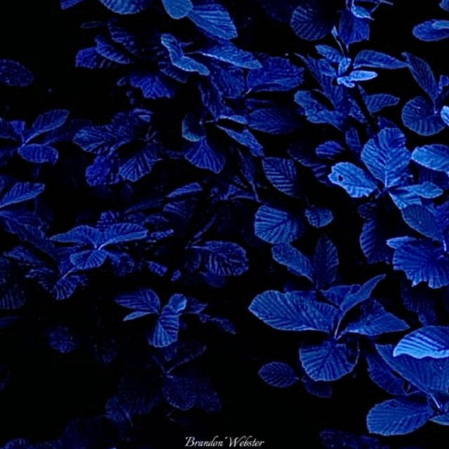 Indigo