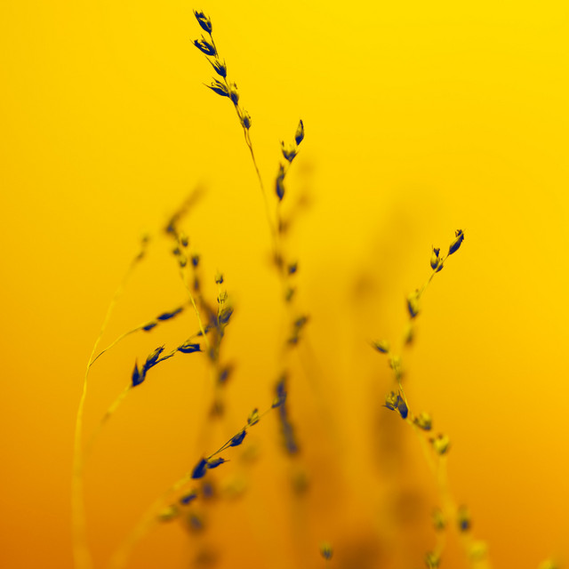 Serene cover art