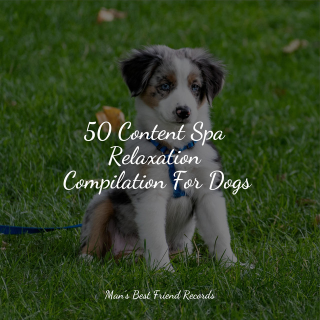 50 Content Spa Relaxation Compilation For Dogs - Album by Jazz Music ...
