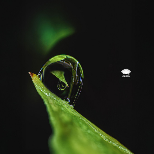 Renewal
