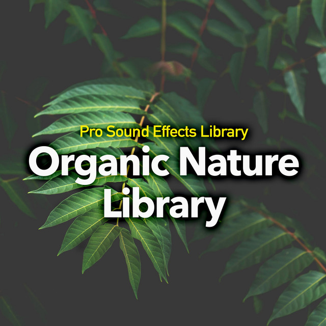 Ancestral Forest - song and lyrics by Pro Sound Effects Library | Spotify