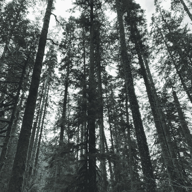 Dust (single)