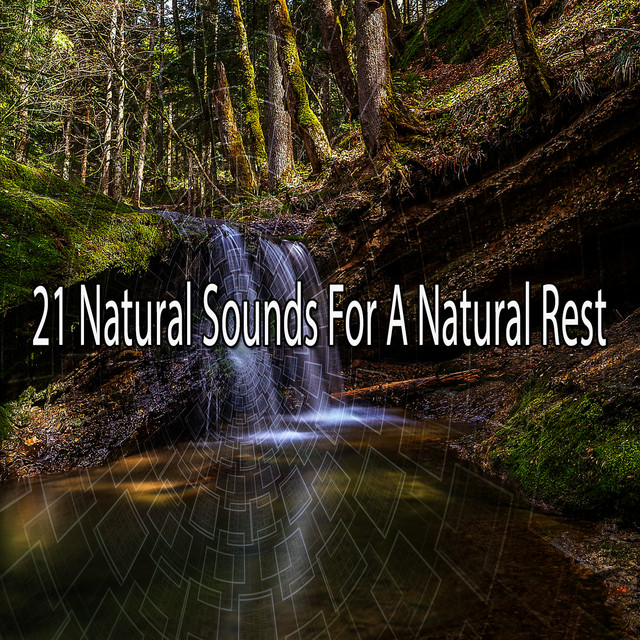 21 Natural Sounds For A Natural Rest - Album by Ambient Forest | Spotify