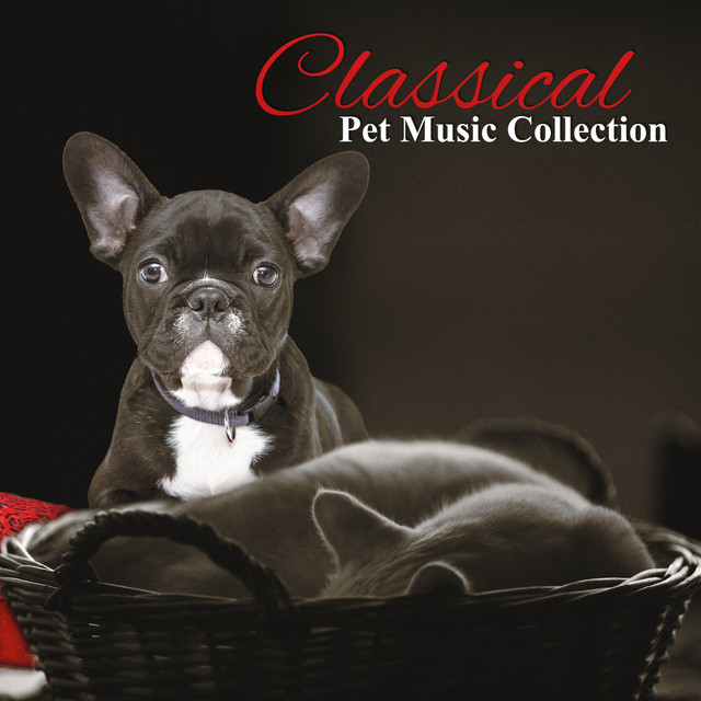 Classical Pet Music Collection – Relax for Dogs & Cats, Calm Down Your Animal cover art