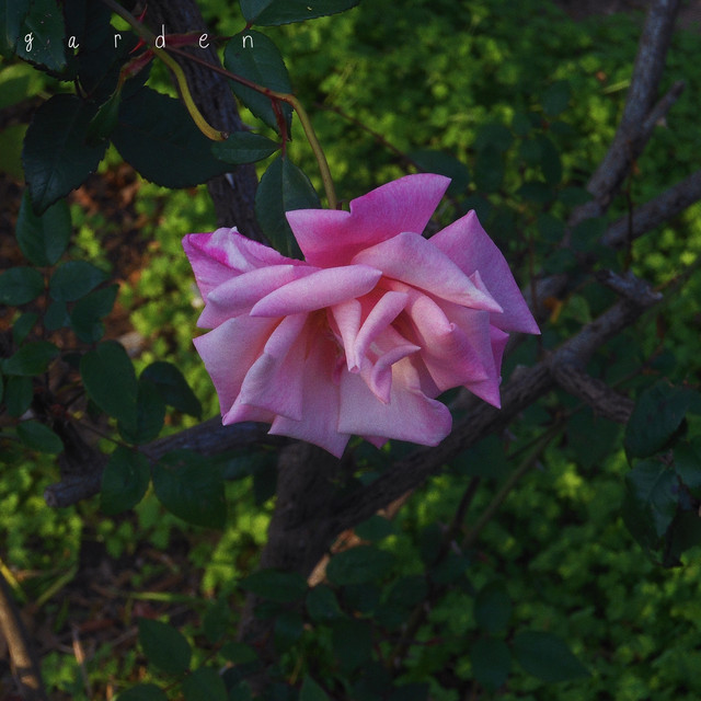 Garden cover art