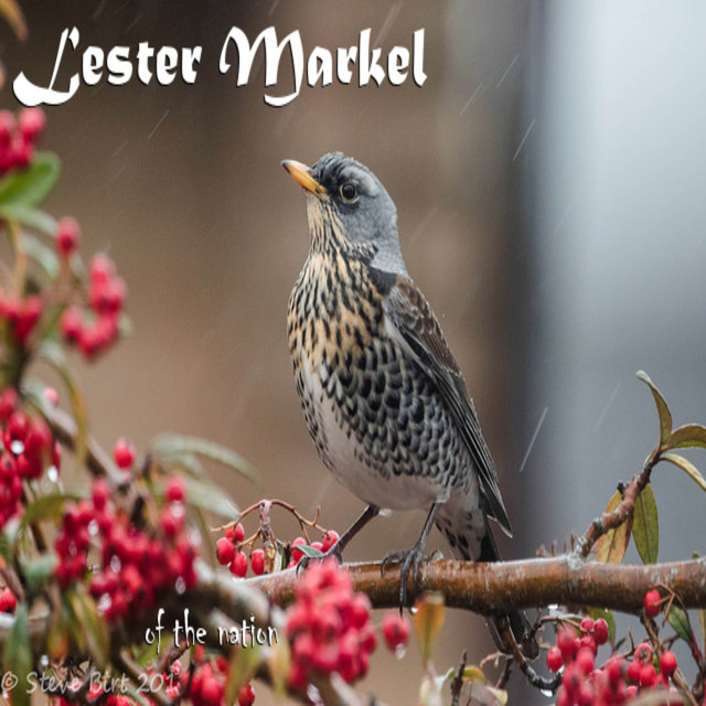Lester markel