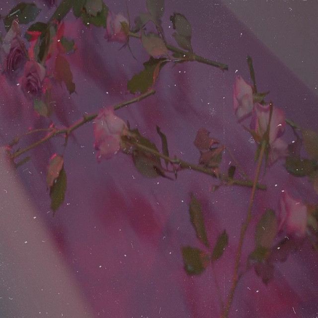 Roses cover art