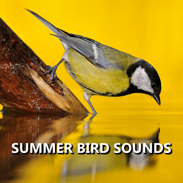 Summer Bird Sounds cover art