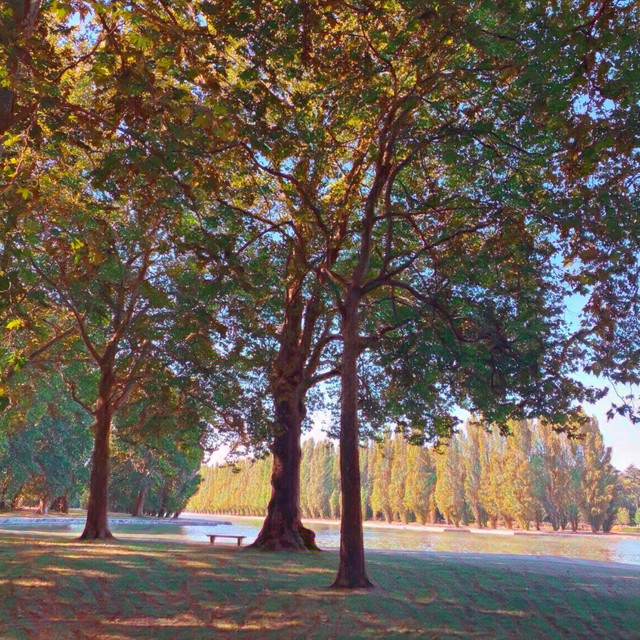 Morning By The Lake