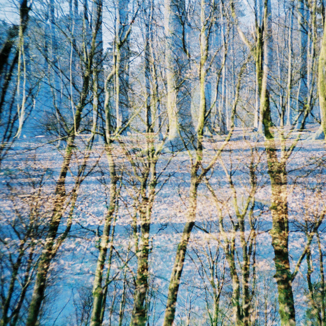 Trees
