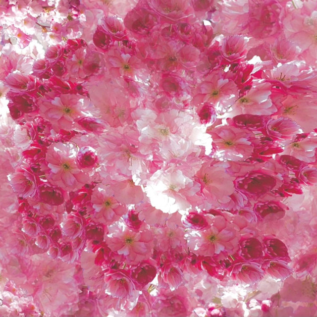 Cherry cover art