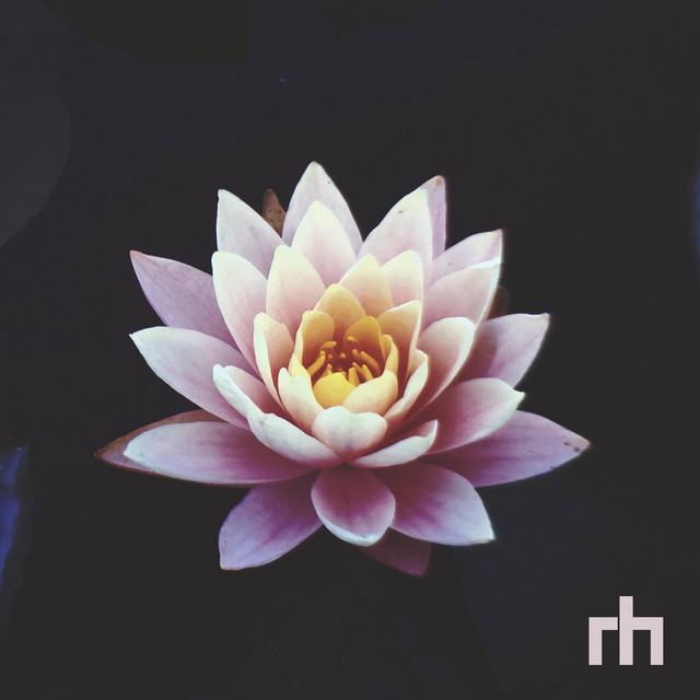 Lotus cover art